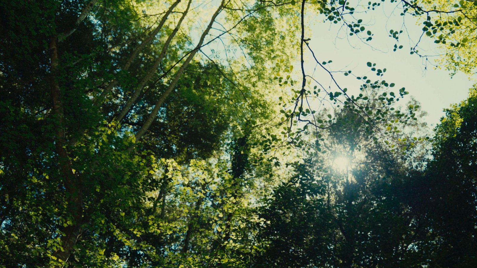 Enselva't — 1